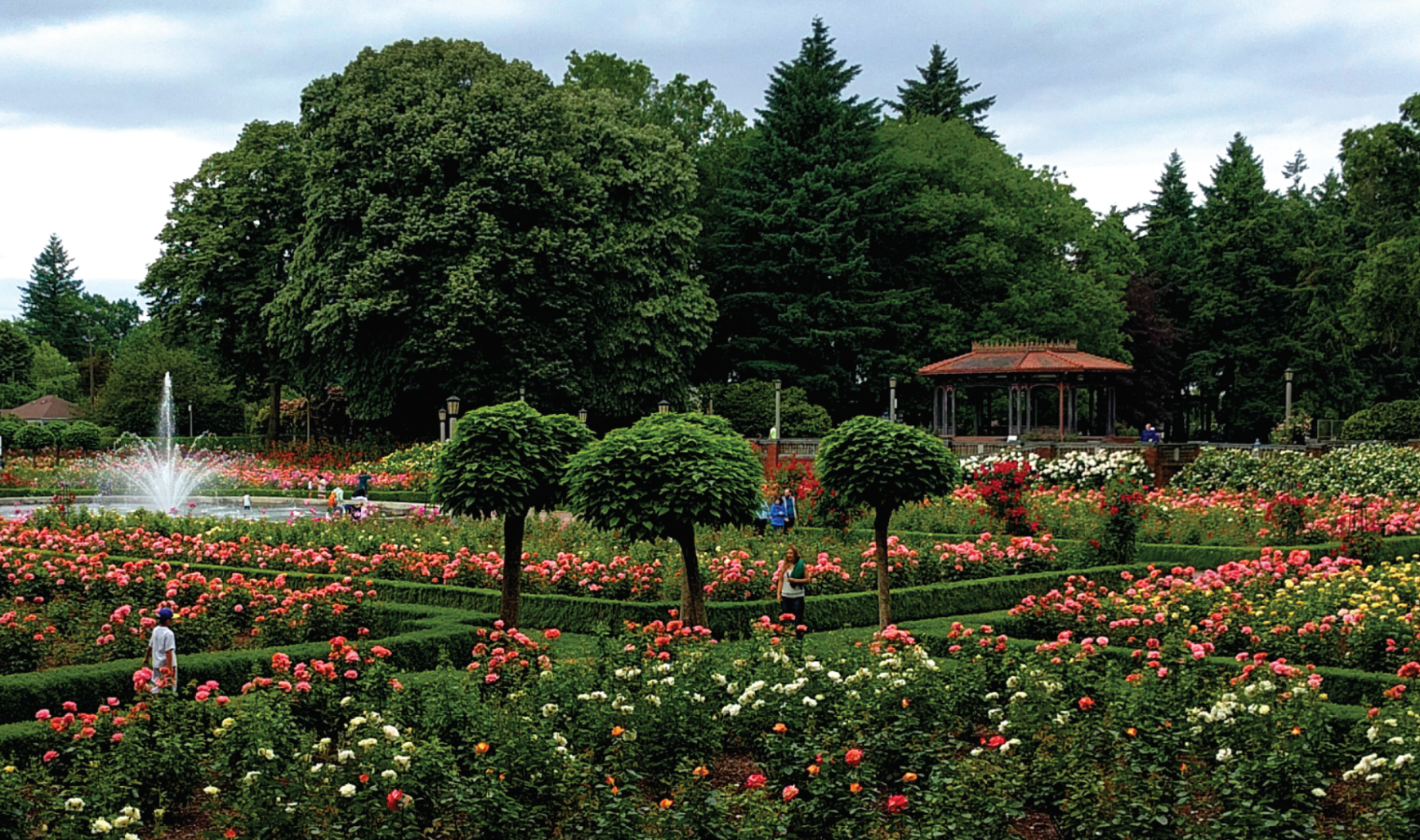 22Peninsula_Park_rose_garden_in_Portland_Oregon_June_201722_by_Jmchuff.png